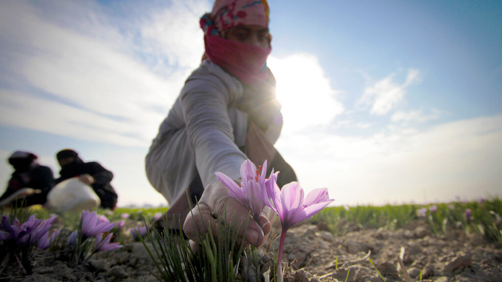 women farmer saffron