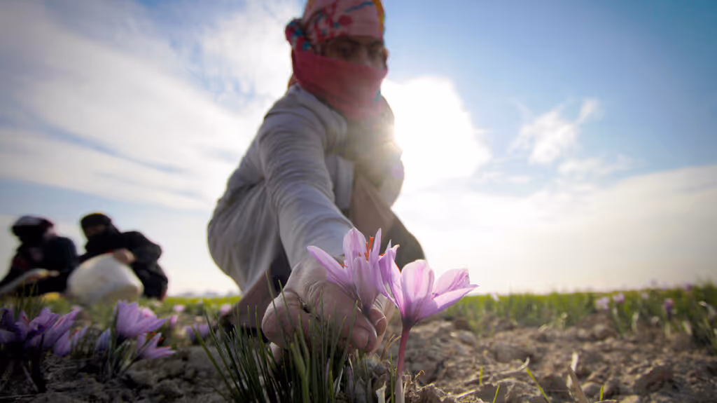 women farmer saffron