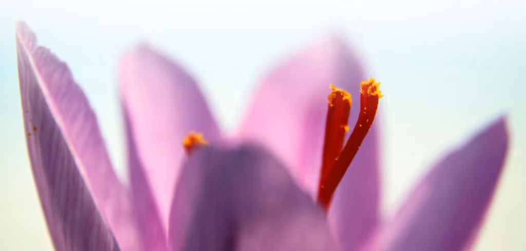 Saffron macro niakan